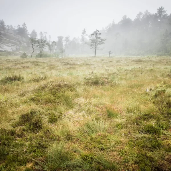 Data Centers: Reestablish marshland
